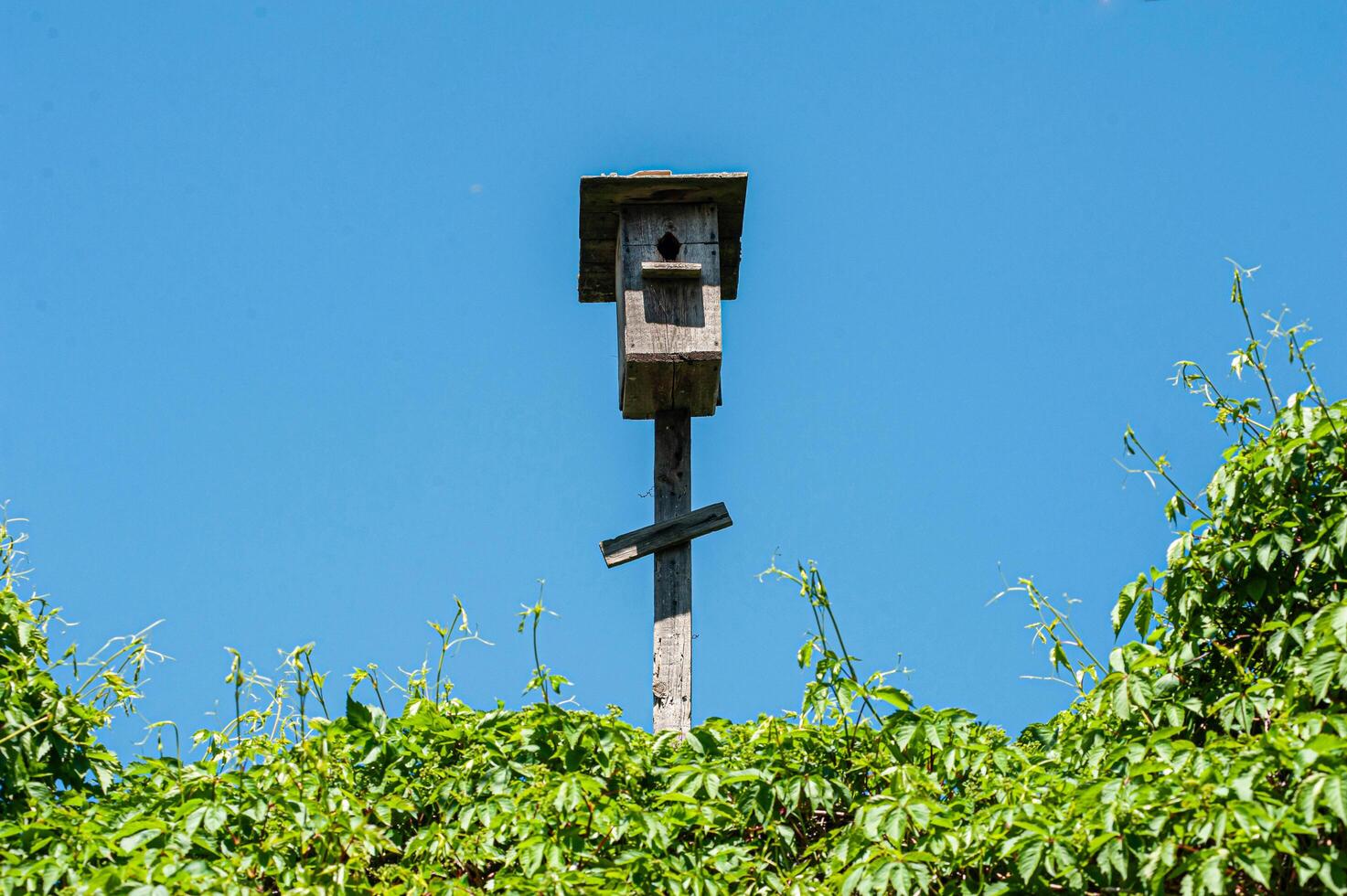 Birdhouse perched on a wooden pole against a clear blue sky in a vibrant garden photo