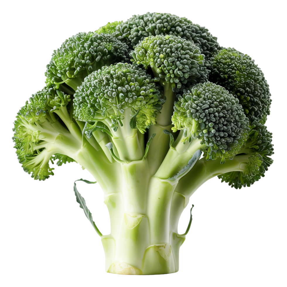 Fresh Raw Broccoli Isolated on Transparent Background Green Vegetable CloseUp png