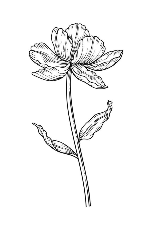 Tulip with leaves, black contour. Blooming flower in line art style. Beautiful spring decor, drawing. Sketch element, for design, illustration vector