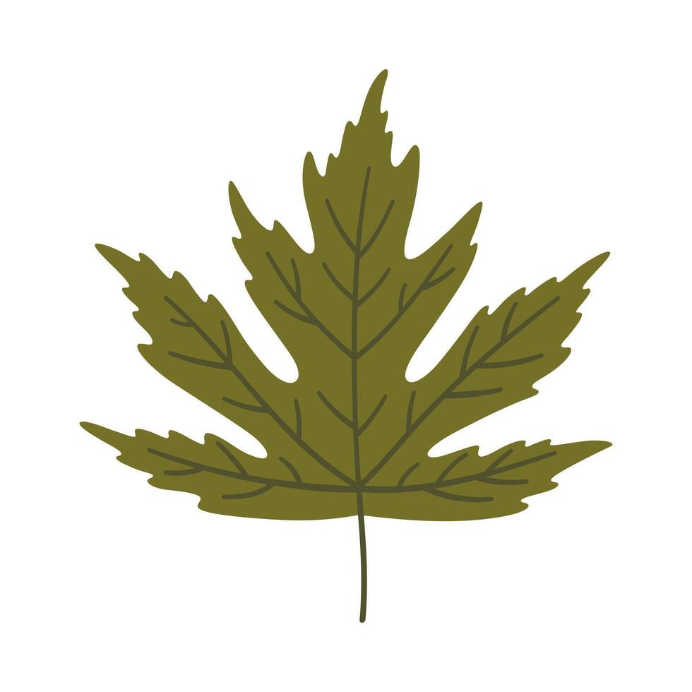 Maple leaf in dark green color. One element isolated on white. Spring or summer background, illustration vector
