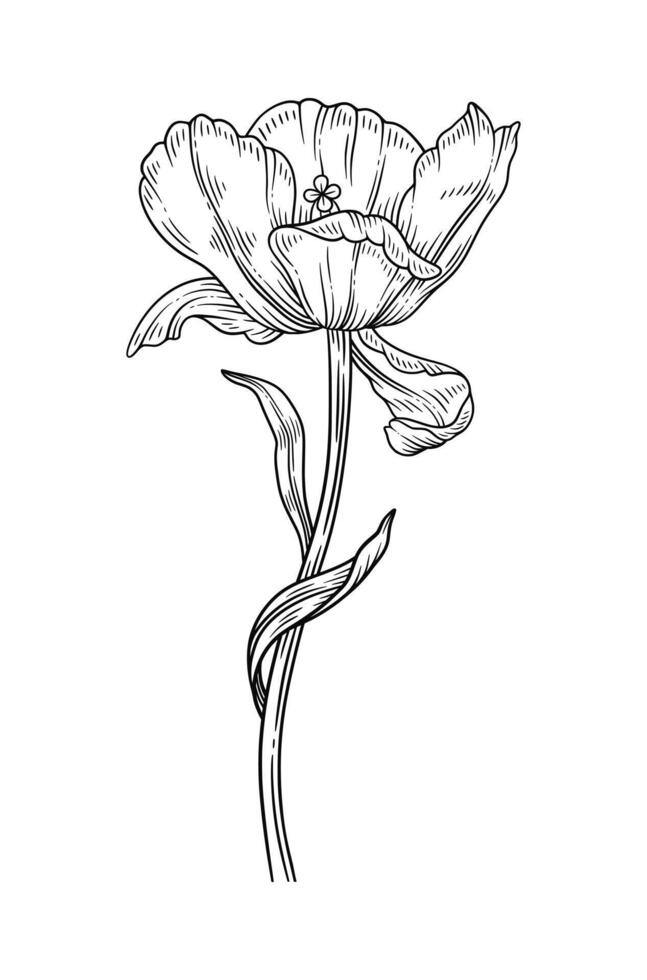 Tulip with leaves, sketch in black color, illustration vector