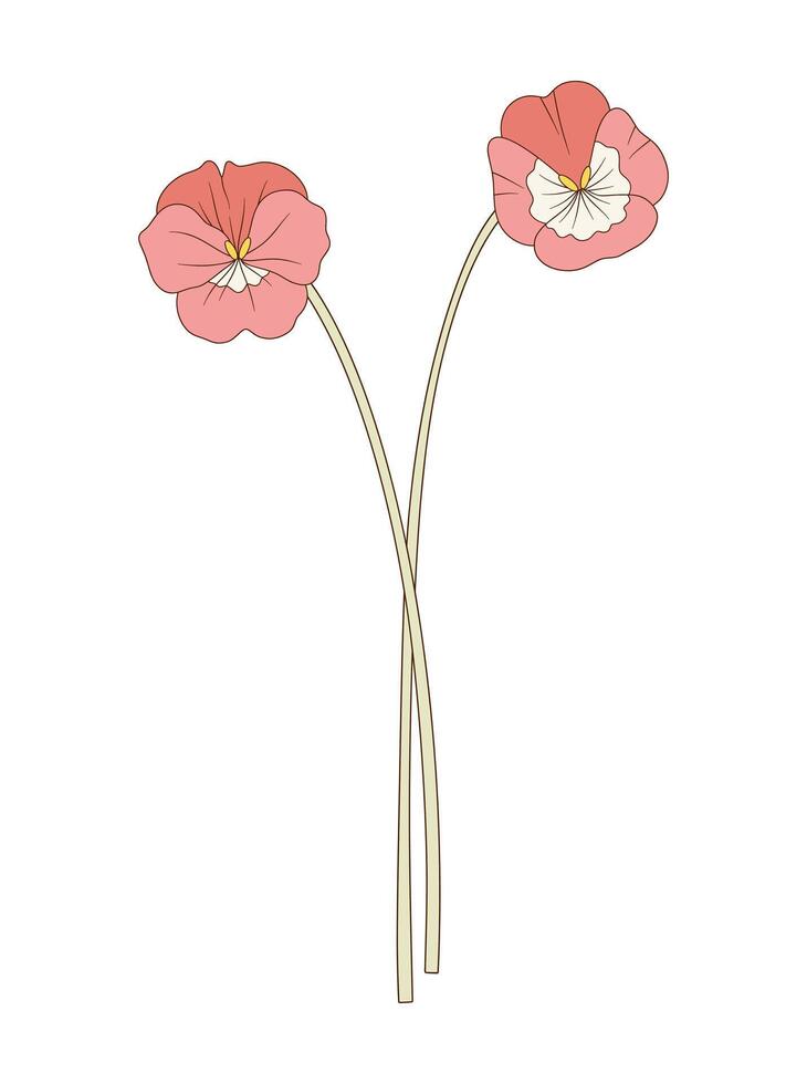 Bouquet of two pink pansy flowers. Bunch of blooming perennial wild plants. Botanical hand drawn elements for design projects, illustration vector