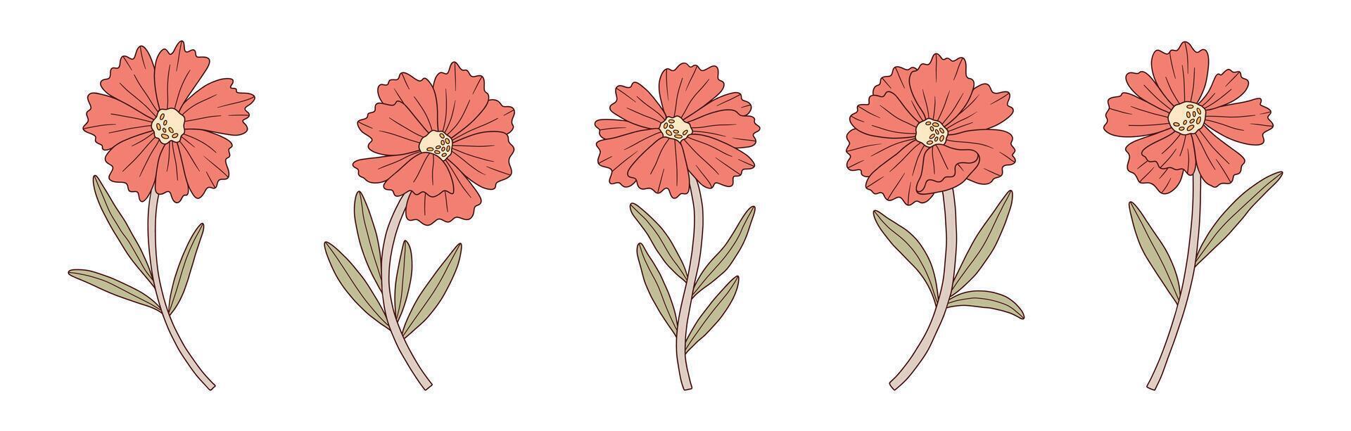 Coreopsis blooming wildflower colorful set, illustration vector