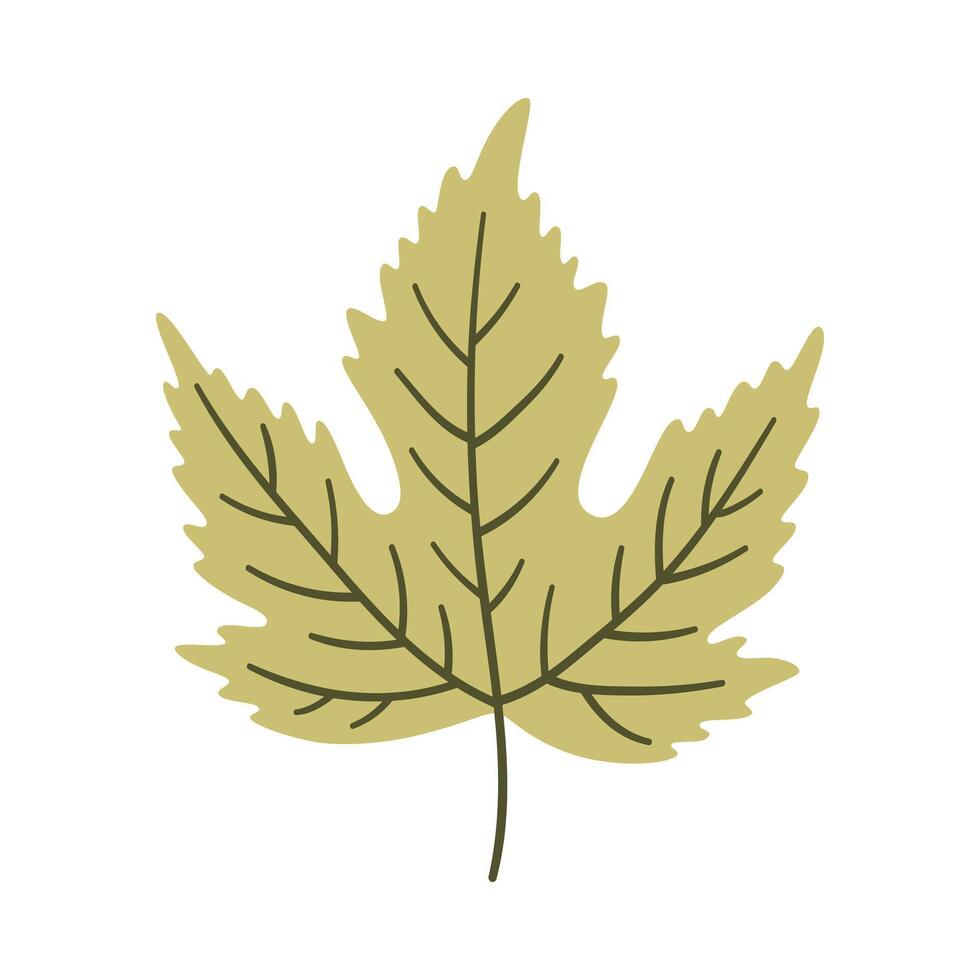 Maple leaf in light green color, illustration vector