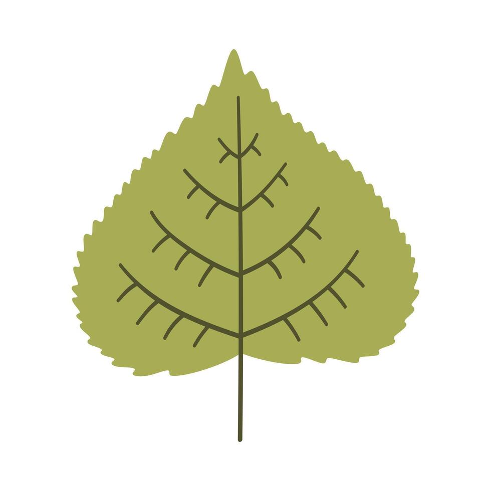 Poplar leaf in light green color. One element isolated on white. Spring or summer background, illustration vector