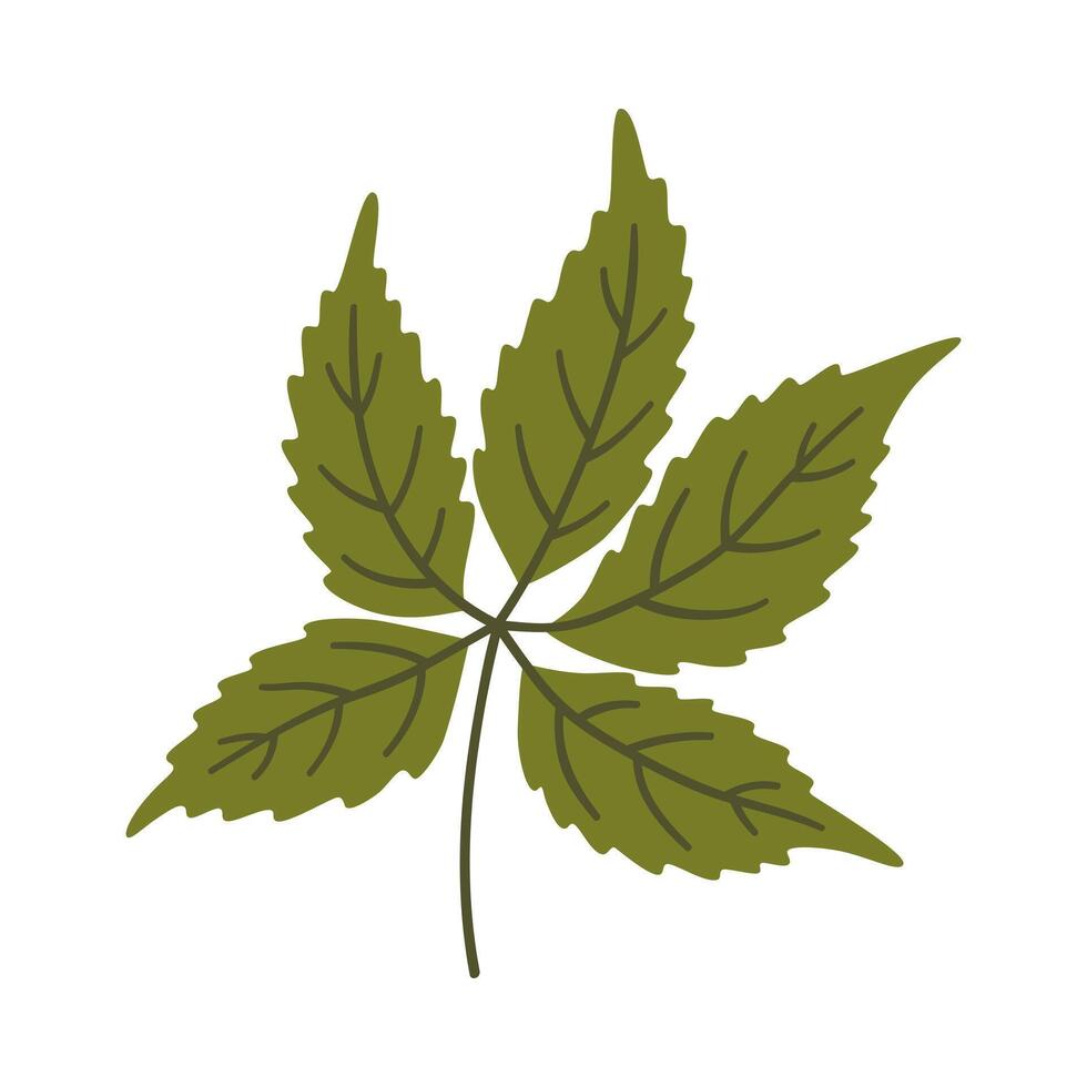 Five-leaved ivy in dark green color, illustration vector