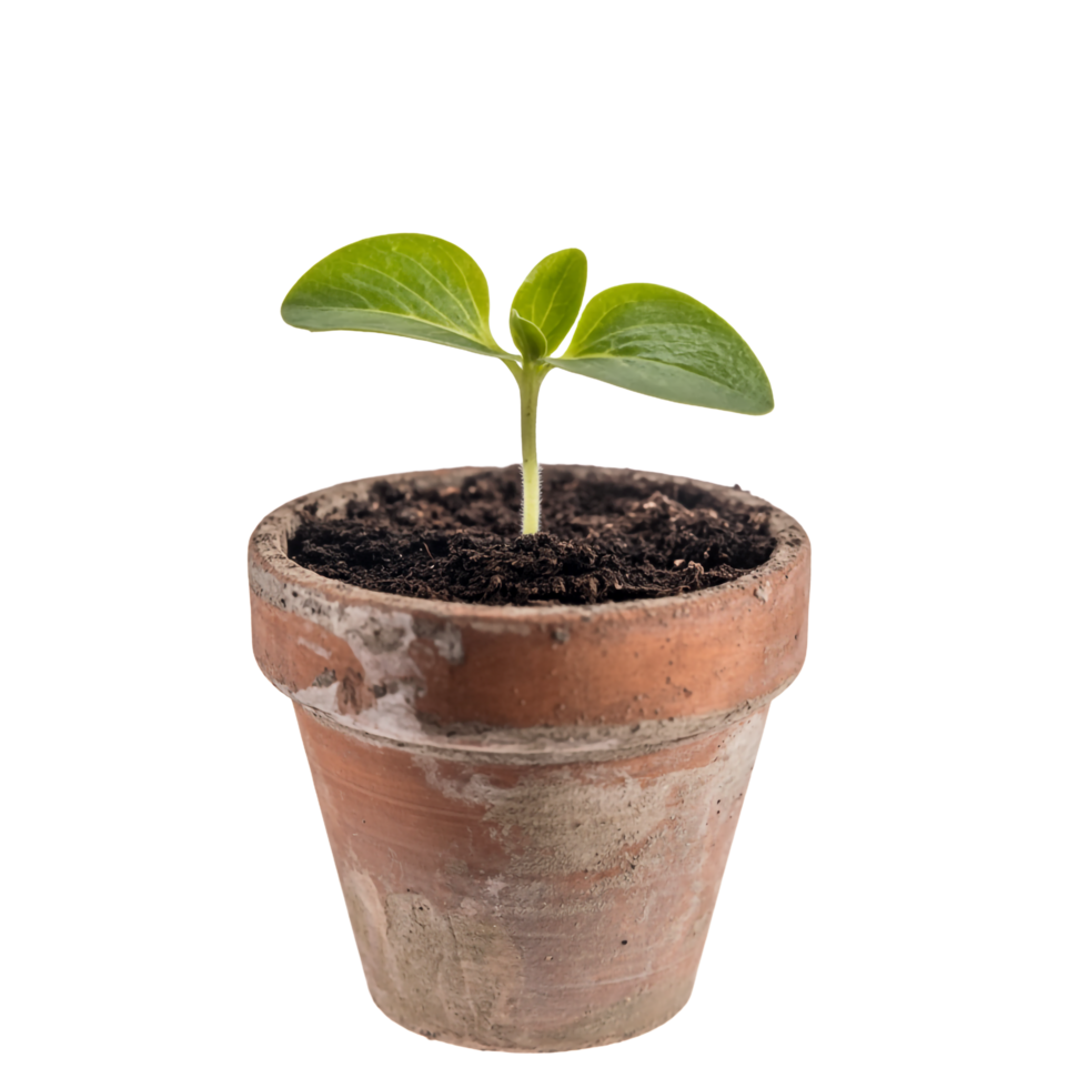 Small Sprout Growing in Terracotta Pot with Transparent Background Detail png