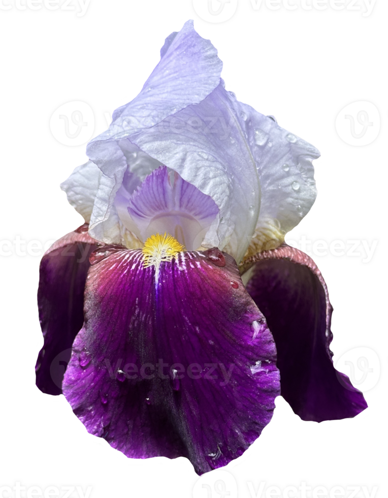 Bearded iris purple and white flower on transparent background png