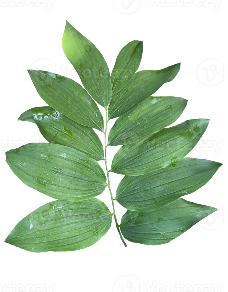 Polygonatum multiflorum green branch on transparent background png