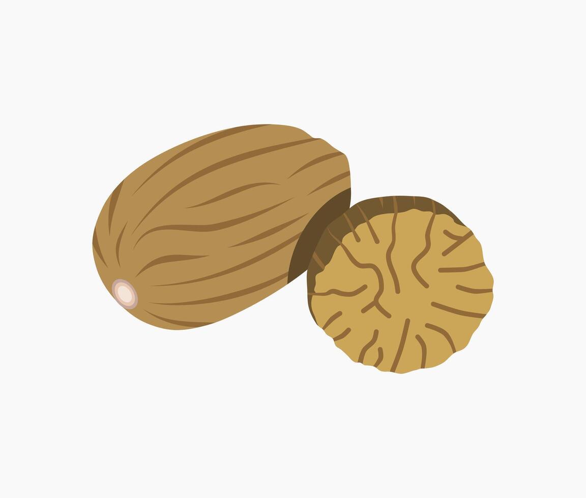 Illustration of whole and partial dried nutmeg spice seeds vector