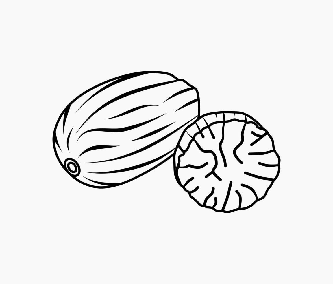 Nutmeg spice and herbs line art illustration vector