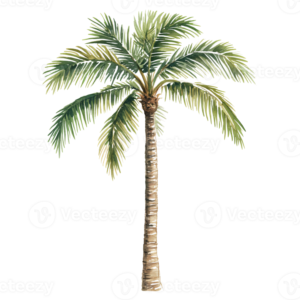 Tall tropical palm tree with slender, textured trunk and lush, green, feathery fronds spreading out at top, creating canopy of shade and relaxing, exotic atmosphere png