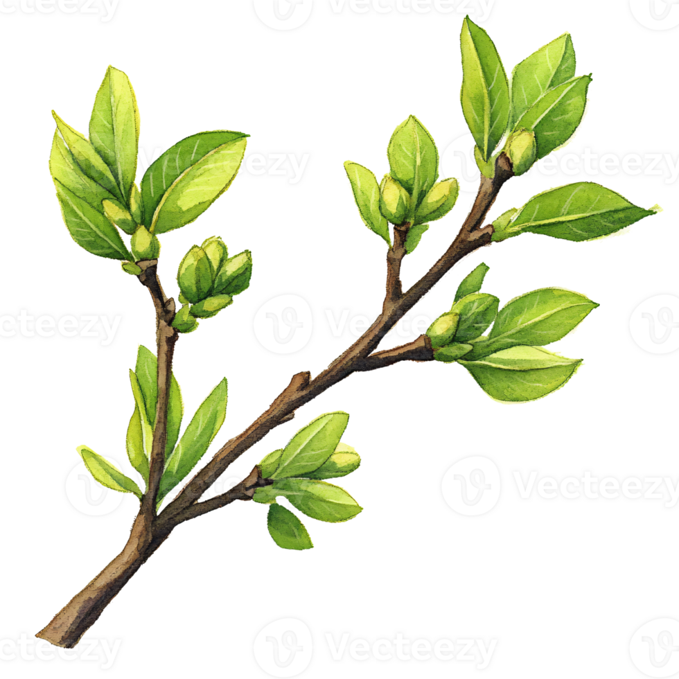 Watercolor illustration of green leafy branch with fresh, vibrant leaves and small buds, evoking sense of spring renewal and natural growth png