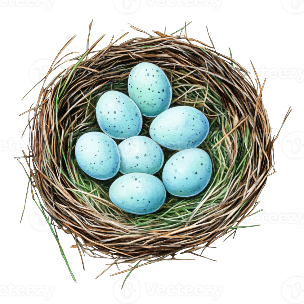 Bird nest with blue speckled eggs natural nest made of twigs and grass close up view detailed texture realistic illustration springtime scene wildlife habitat delicate and fragile peaceful nature png