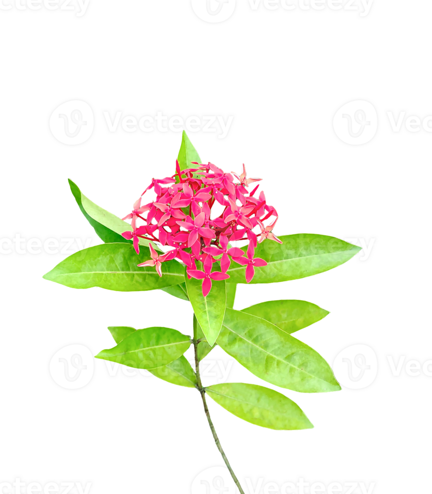 a pink flower with green leaves on a background, How about som png