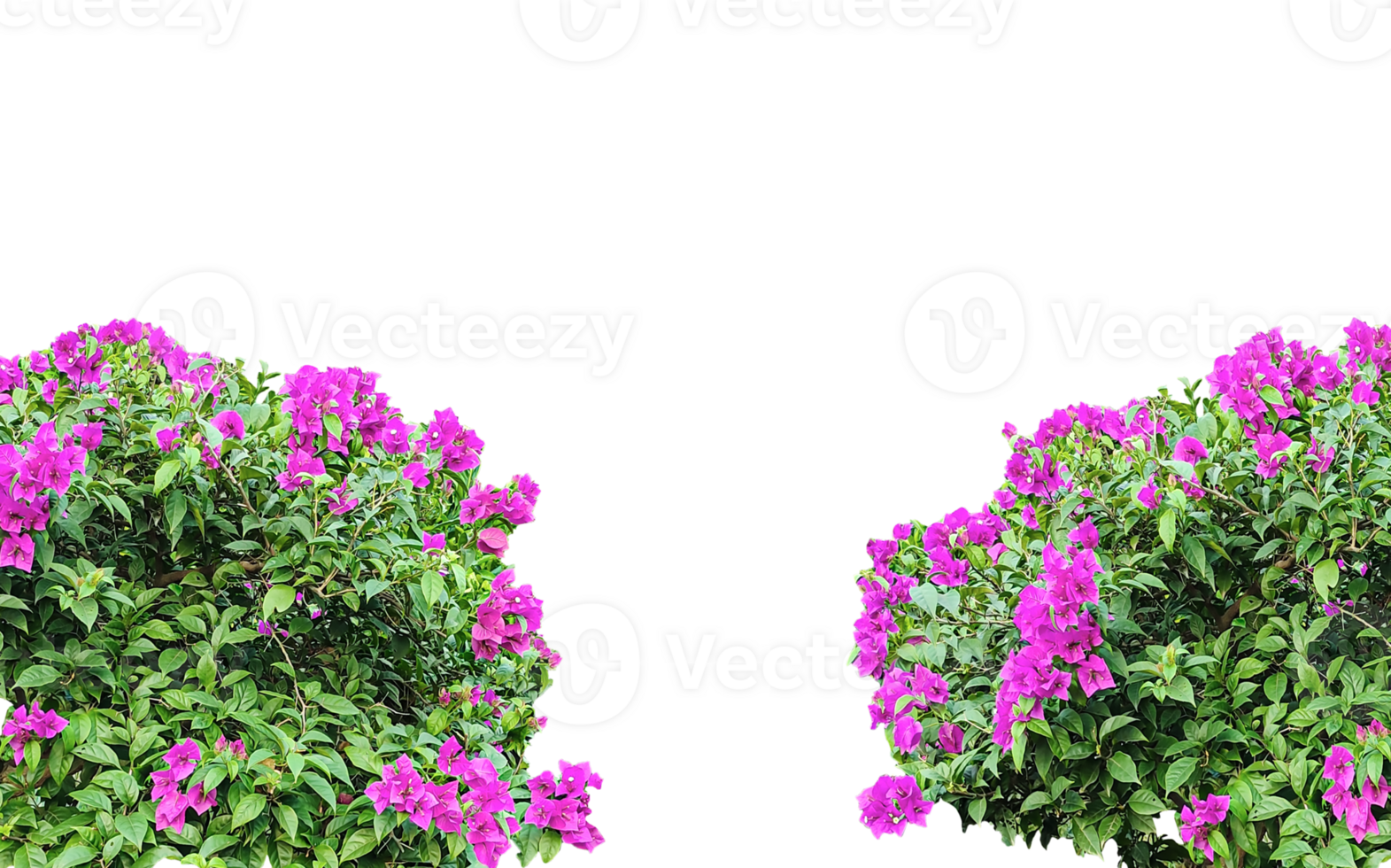 two pink flowers are on a tree, purple flowers tree frame in the garden, Blooming pink and purple flowers frame in a vibrant garden, showcasing nature's beautiful spring and summer flora, png