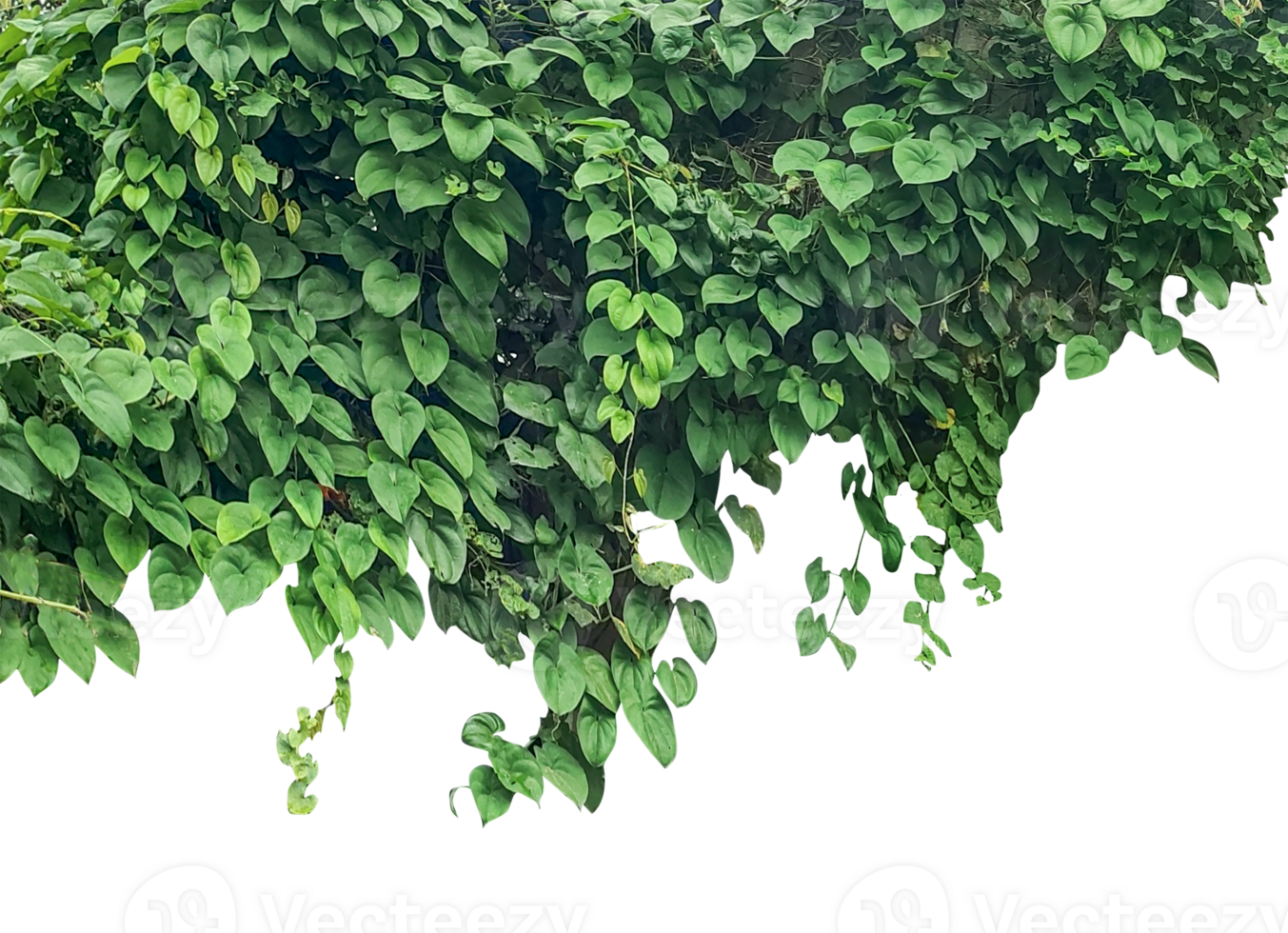 hanging green plants on a tree with leaves, green livy leaves on a wall, green ivy leaves on a background, green leaves isolated on background, Fresh green tree leaves and foliage frame isolated png