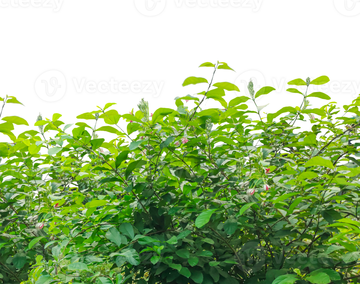 green bushes with leaves on a transparent background, fresh green leaves frame, green plant in the garden, green leaves of a plant, png