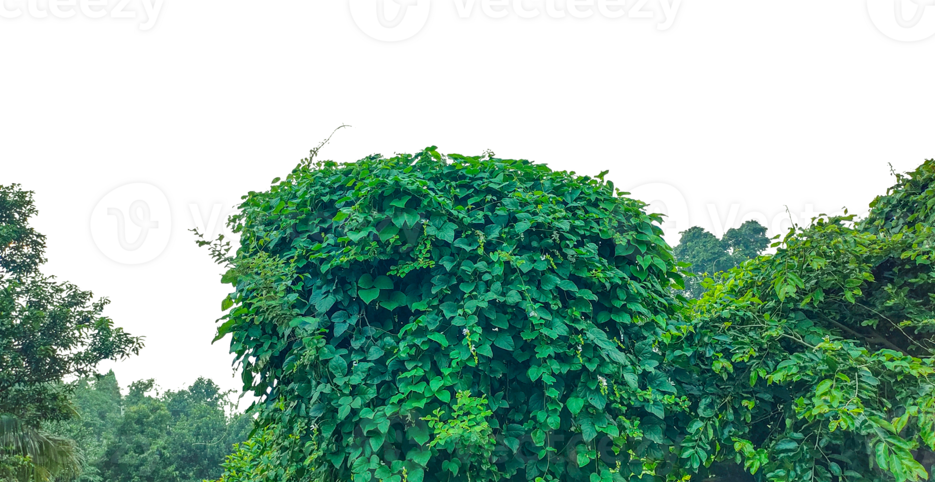 a green bush with a tree in the background, green grass on a white, a green field with trees and bushes, a green wall with plants on it, green ivy leaves frame, a bush with green leaves on it, png