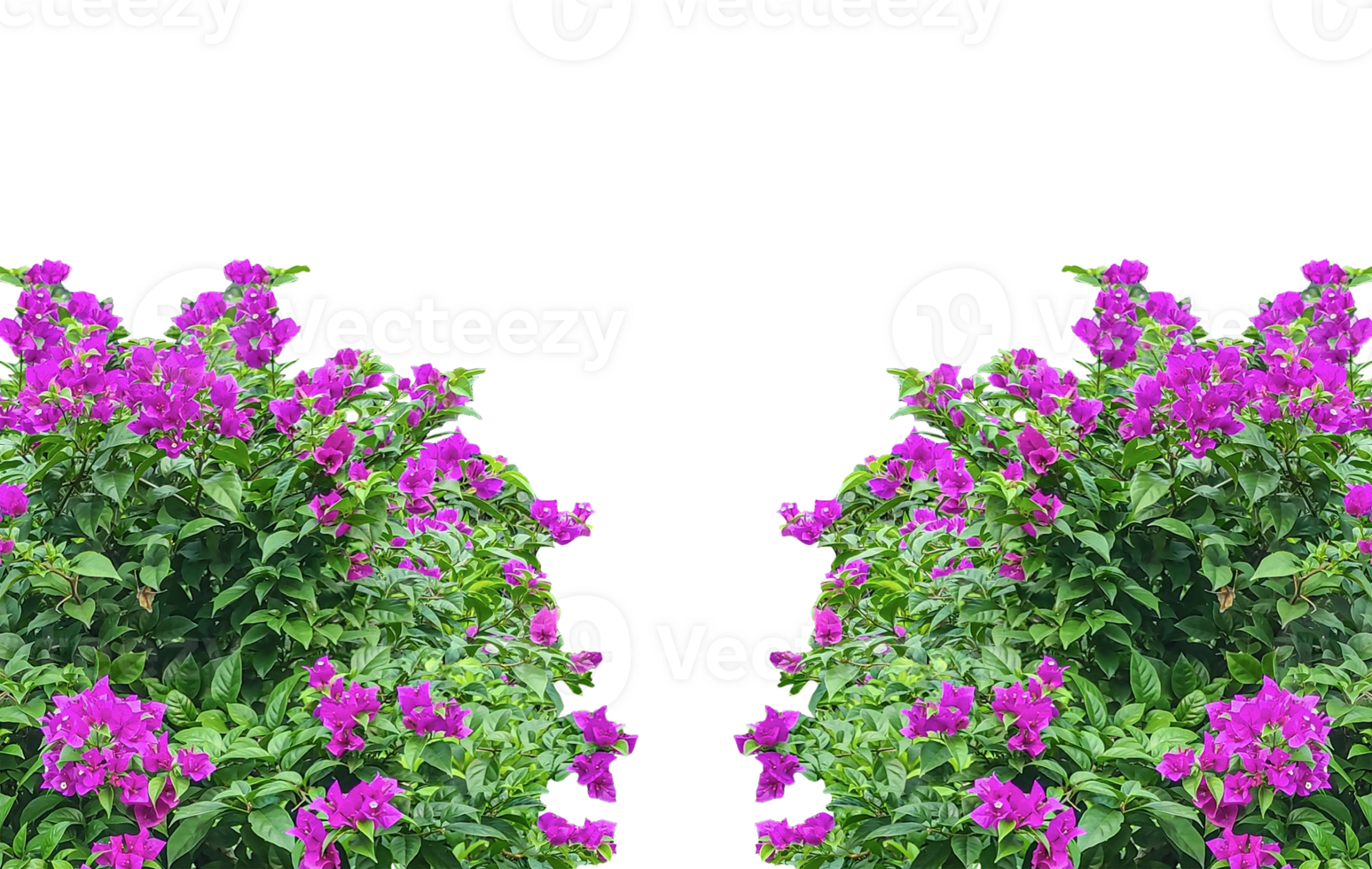 purple flowers in a field, purple bougainvillea bushes flowers tree frame in the garden, Blooming pink and purple flowers frame in a vibrant garden, showcasing nature's beautiful spring and summer fl png