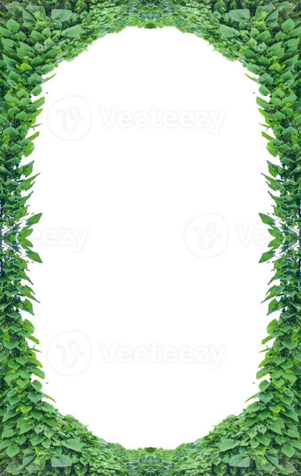 green leaves frame, a green plant growing on a tree trunk, Green Ivy Oval Frame with White Space, hanging green plants on a tree with leaves, green livy leaves on a wall, png