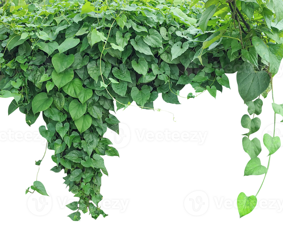 a green plant growing on a tree, Fresh green ivy leaves create a natural foliage background, perfect for showcasing healthy organic garden textures, Dense Green Vines and Leaves Hanging Down png