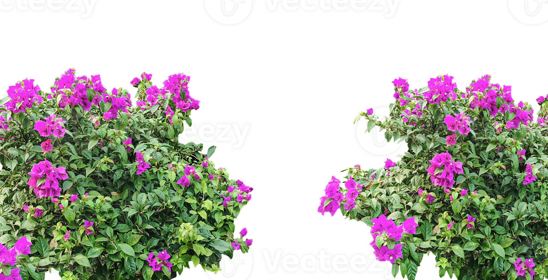 two purple flowers are growing in a bush, purple flowers in a field, purple bougainvillea bushes flowers tree frame in the garden, Blooming pink and purple flowers frame in a vibrant garden, png