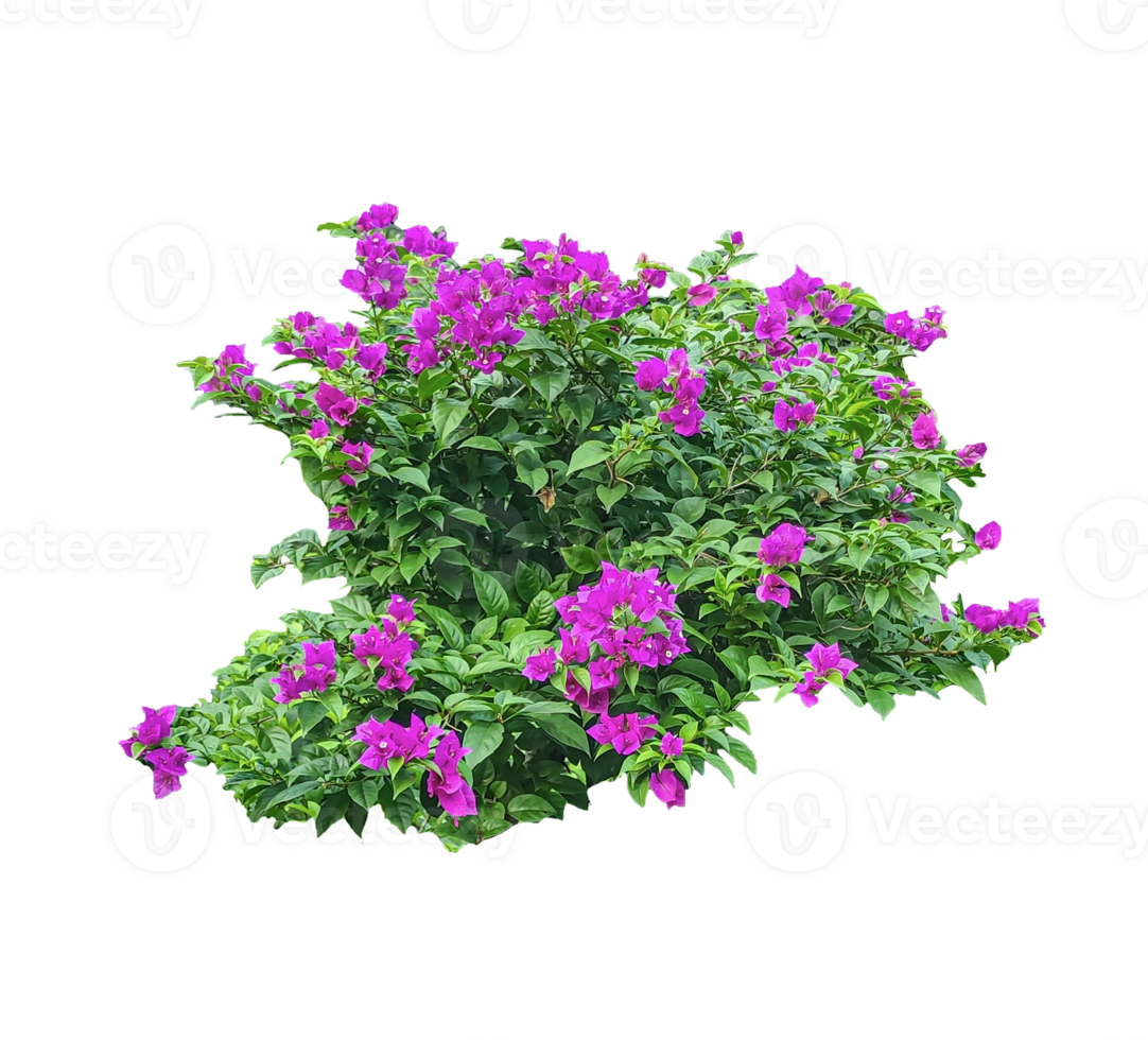 purple flowers on a bush with green leaves, A flowers bush in a vase, bouquet of flowers, purple flowers in a field, purple bougainvillea bushes flowers tree frame in the garden, png