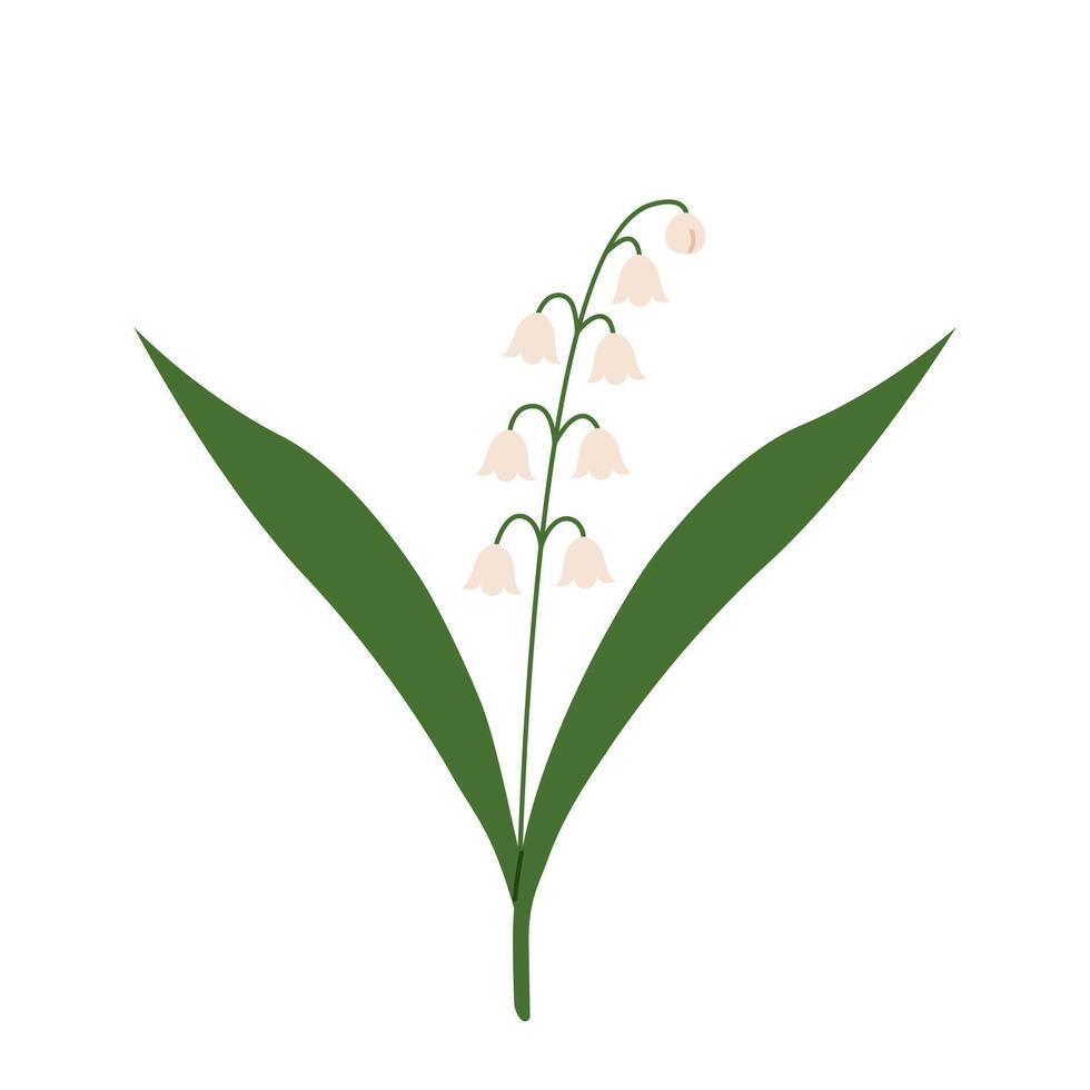 Lily of the valley. Blooming forest plant. Small white spring flowers with leaves. Flat illustration isolated on white background. vector