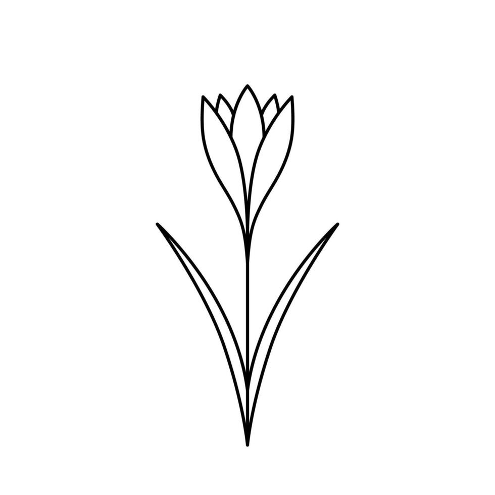 Crocus. Saffron with leaves. Hand drawn sketch icon of spring flower. Isolated illustration in doodle line style. vector
