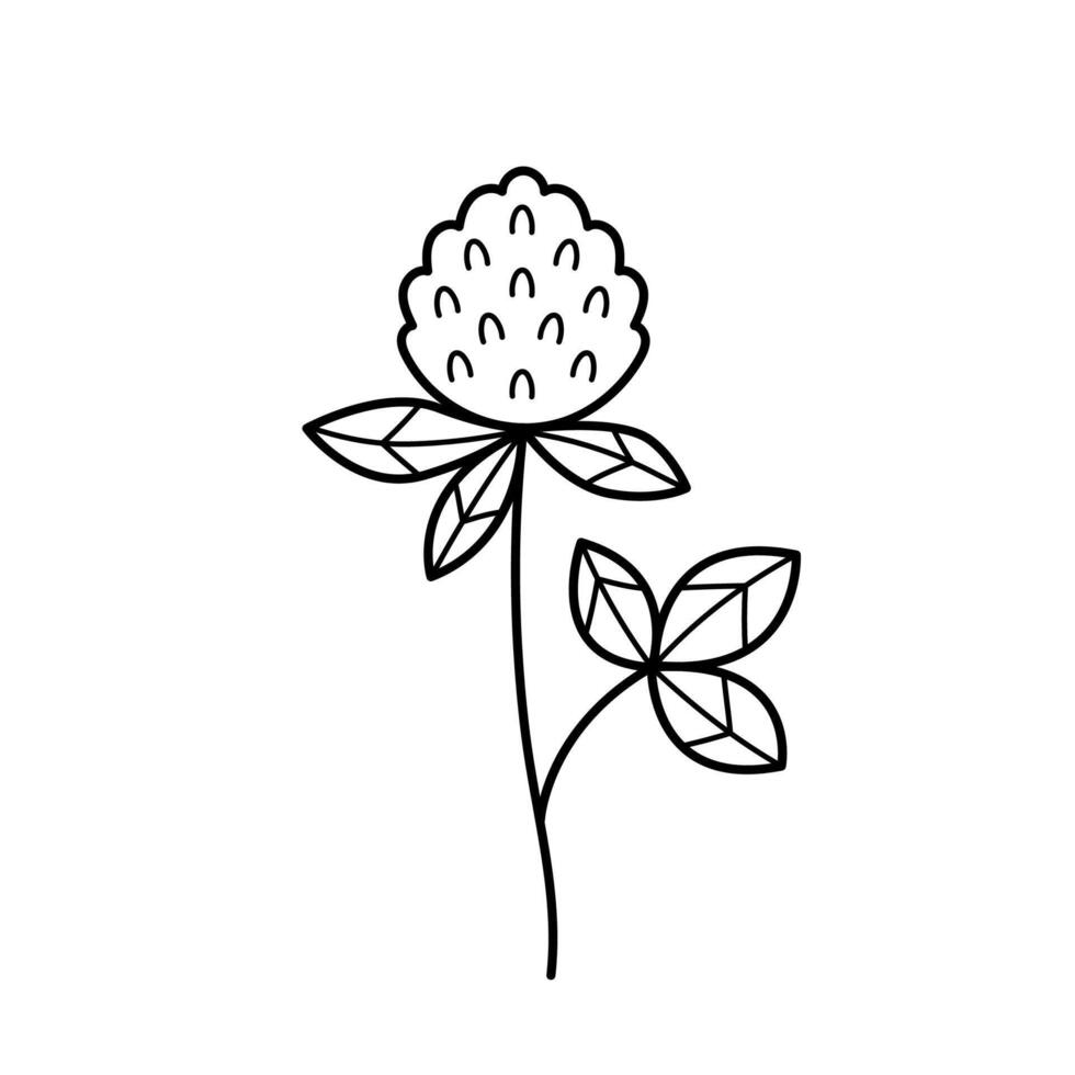 Clover flower. Blooming herbaceous plant. Hand drawn sketch icon of field herb. Isolated illustration in doodle line style. vector
