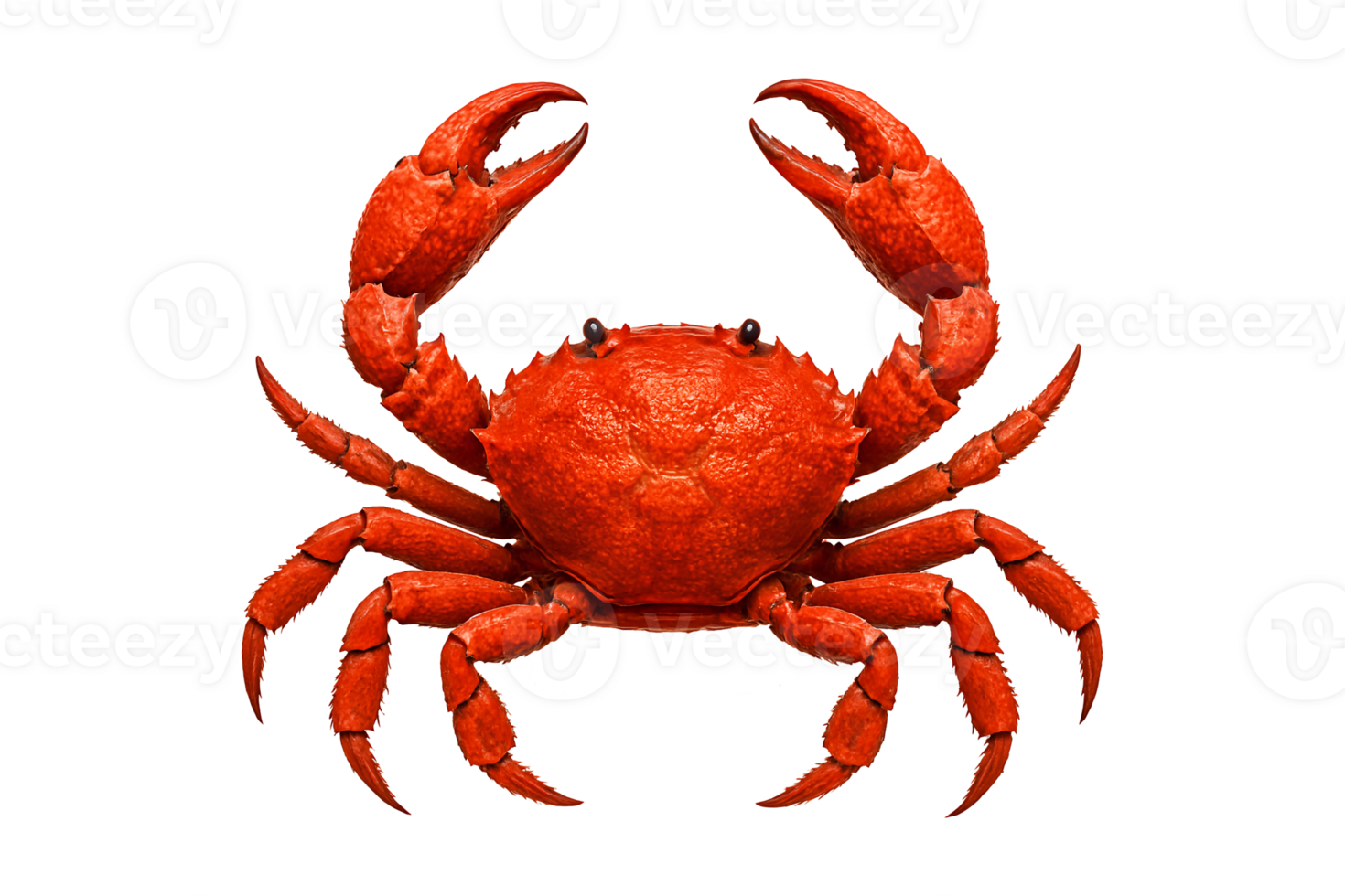 A cooked red crab raises its claws, showcasing its fresh texture on transparent background png
