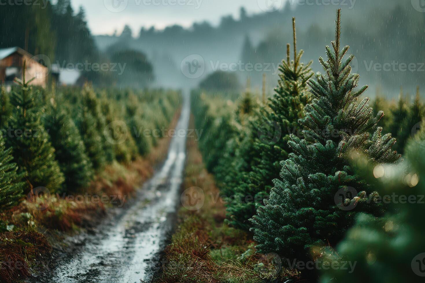 Rainy day at a lush Christmas tree farm with rows of vibrant evergreen trees during early morning hours photo