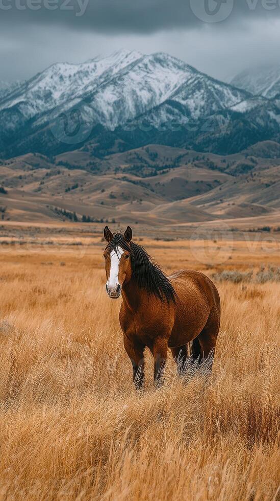 Horse standing in golden grasslands with snow-capped mountains in the background during a cloudy day in autumn photo