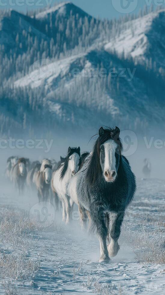 Herd of horses walking through winter landscape with mountains in the background at dawn photo