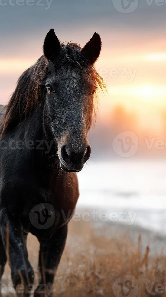 Majestic black horse walking through a misty field at sunrise with a colorful sky photo
