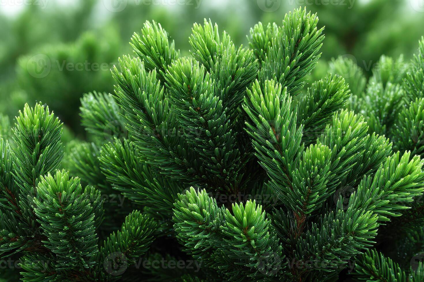 Close-up view of fresh green pine needles illuminating the beauty of nature in a forest during springtime photo