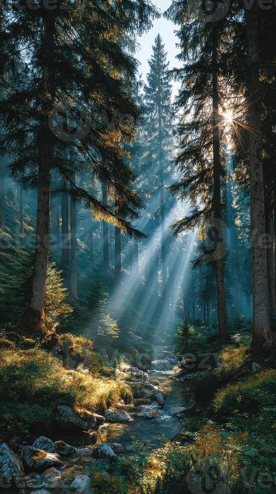 Sunlight filters through trees over a serene stream in a lush forest during early morning hours photo