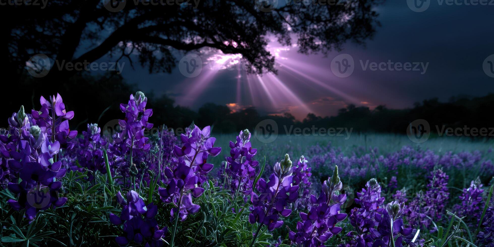 Vibrant purple wildflowers under dramatic sky at sunset in a serene countryside setting photo