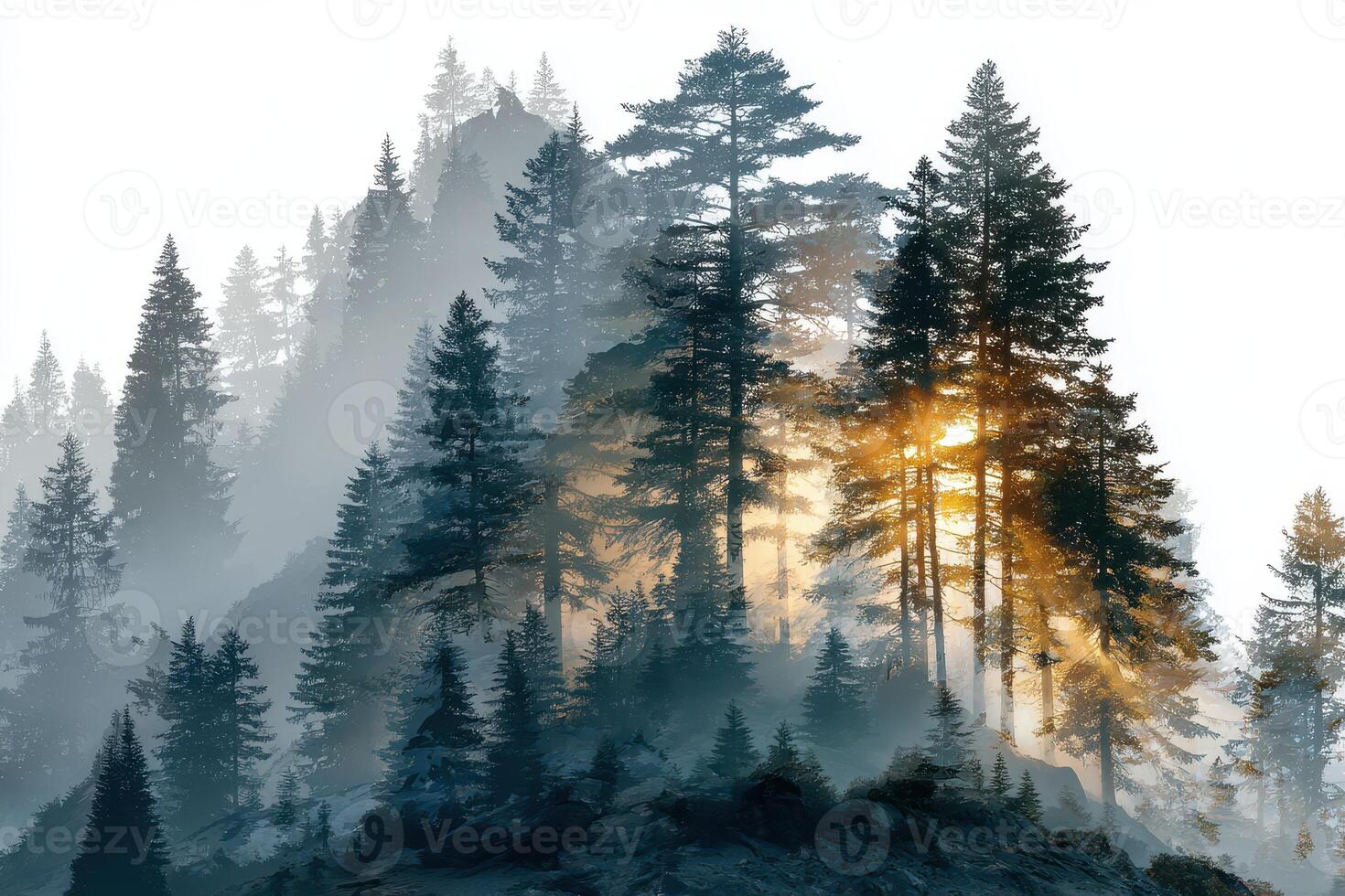 Misty sunrise over a dense forest with sun rays piercing through tall pine trees at dawn photo