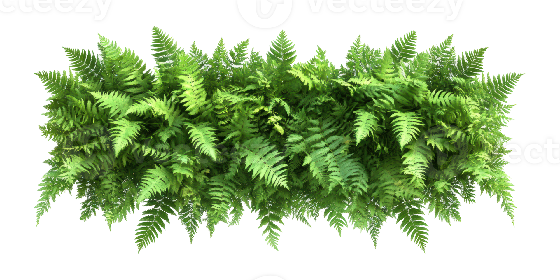 Dense Green Fern Arrangement Isolated on Transparent Background png