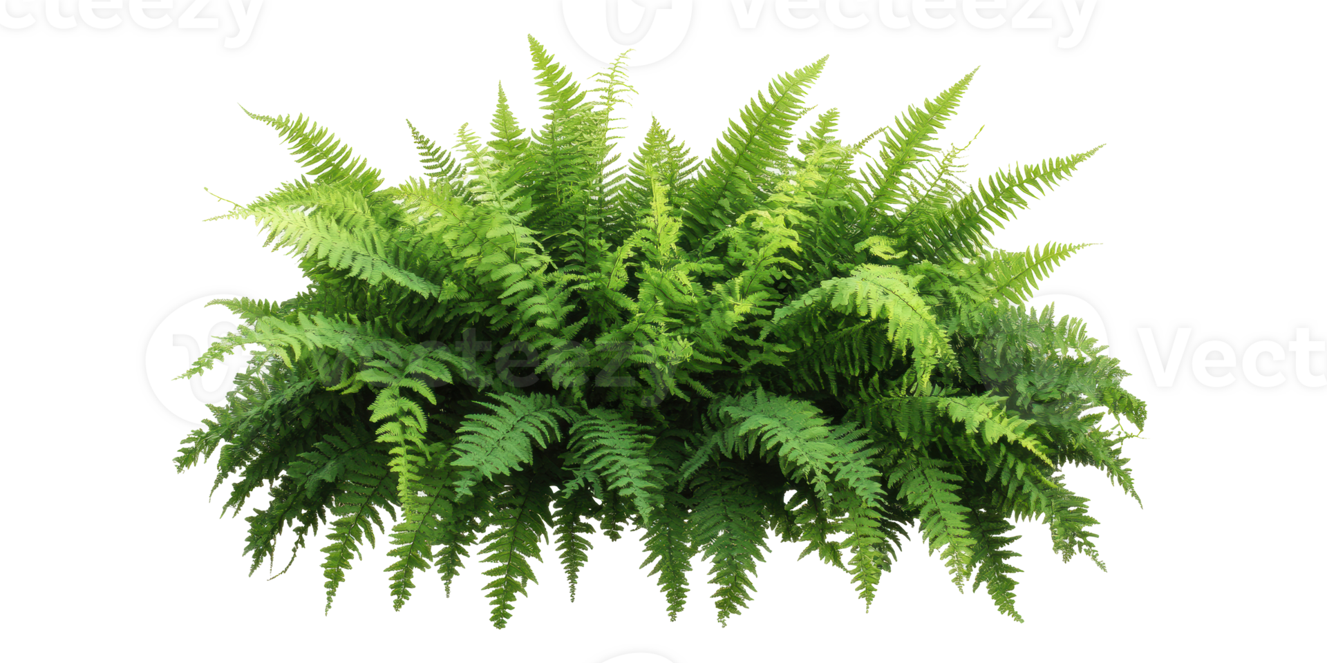 Bright Green Fern Plant Cluster Isolated on Transparent Background png
