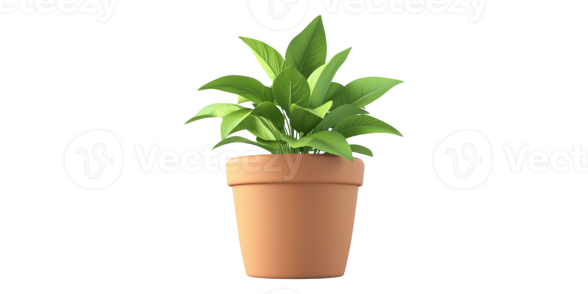 Small Potted Succulent Plant Isolated on Transparent Background png