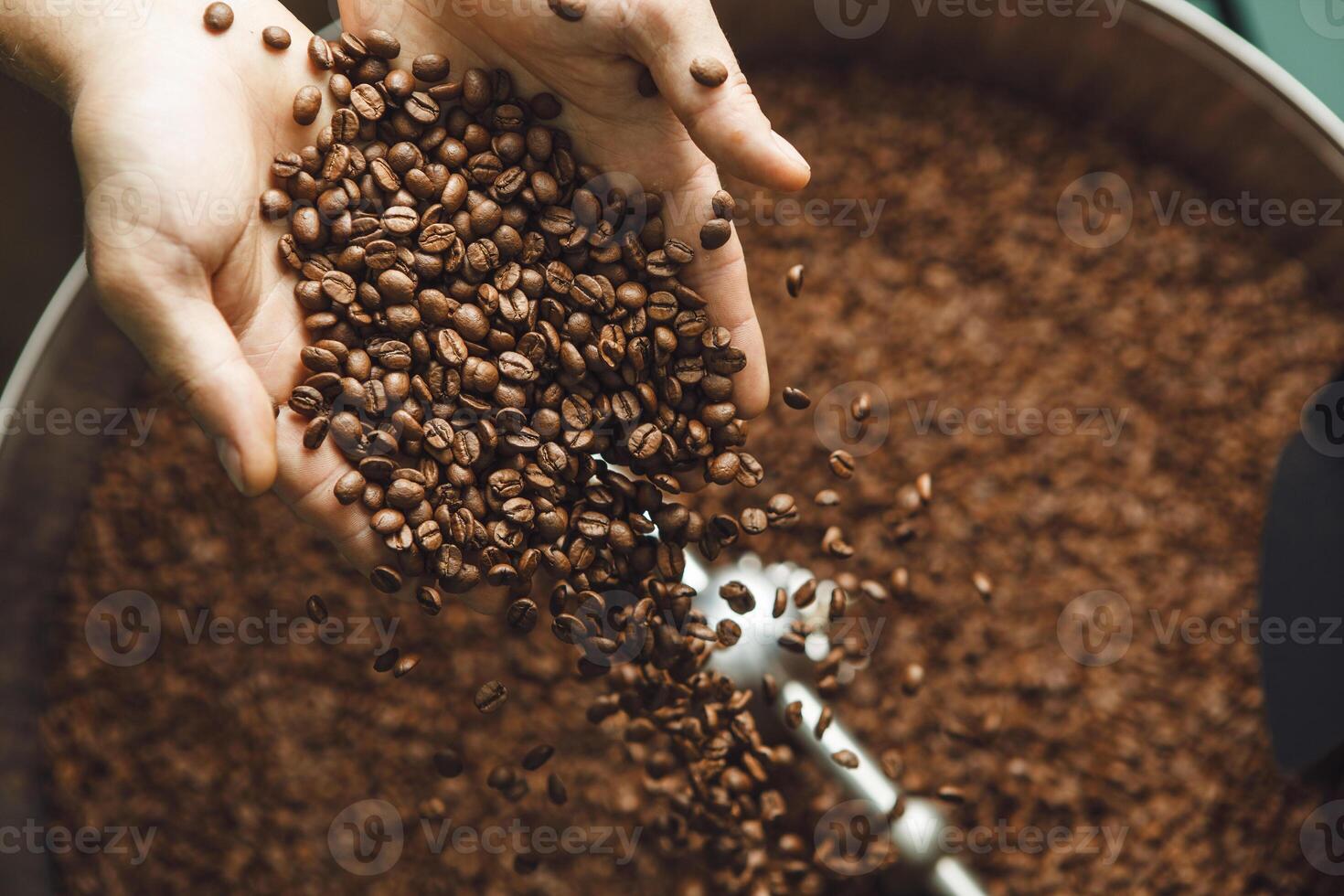 Coffee Roasting Process. Handful of Beans Being Added to a Large Roasting Drum photo