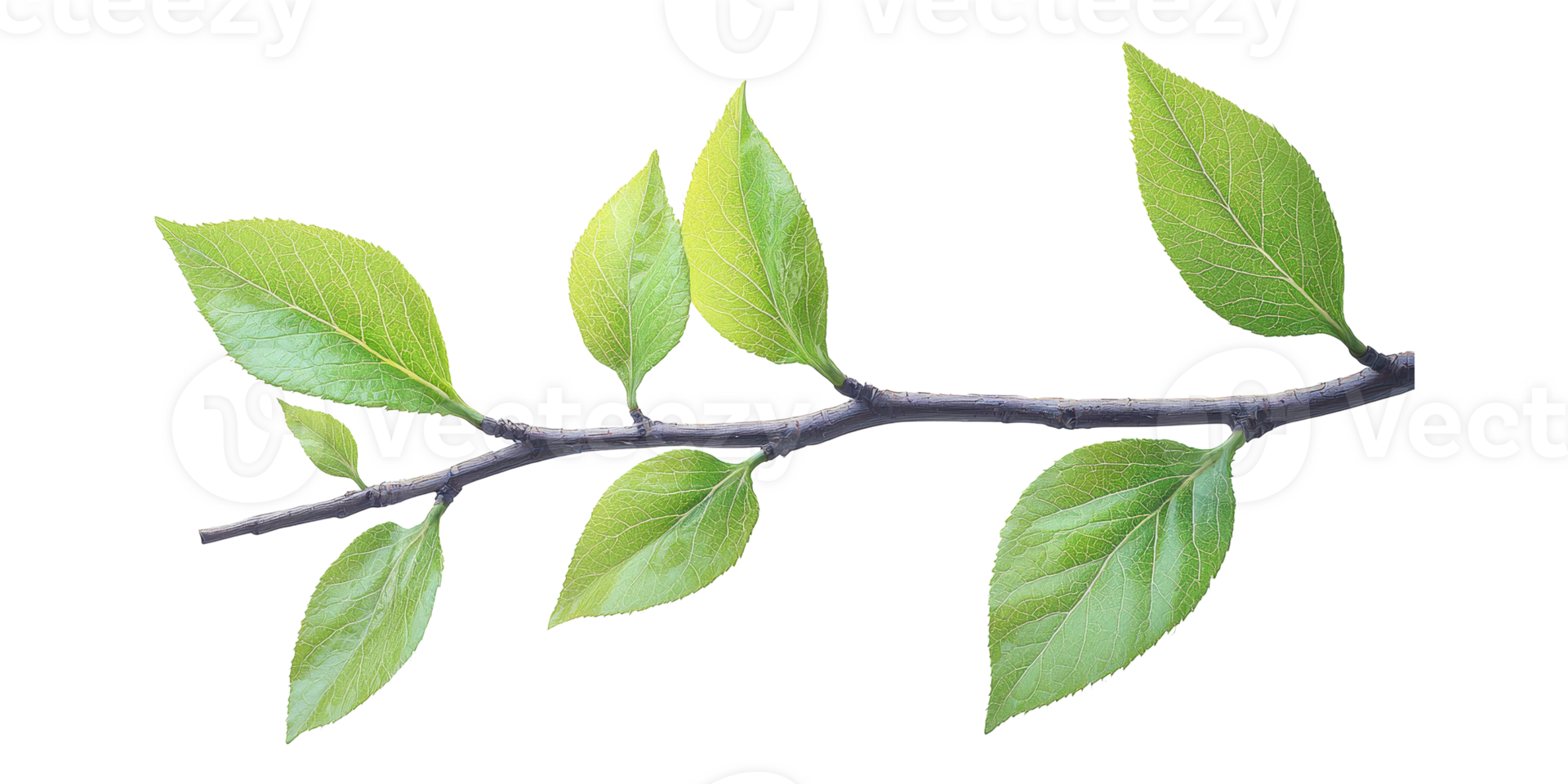 Green Leafy Branch Isolated On Transparent Background png