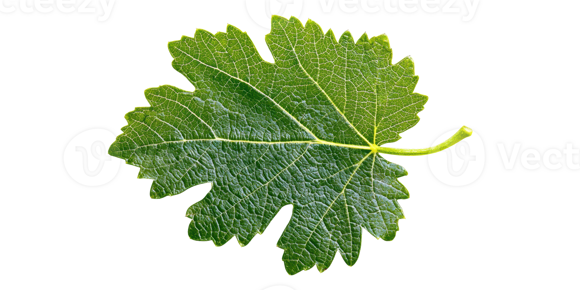Green Grape Leaf Isolated On Transparent Background png