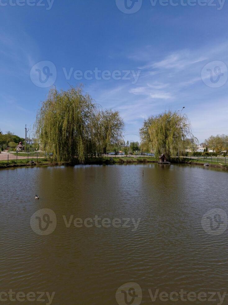 A pond with ducks swimming in it and trees in the background photo