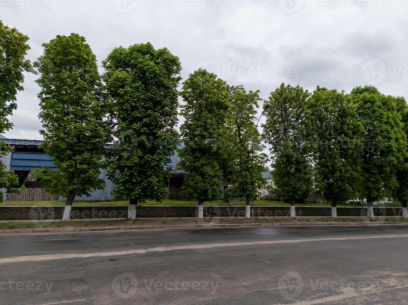 A row of trees on the side of a road in front of a building photo