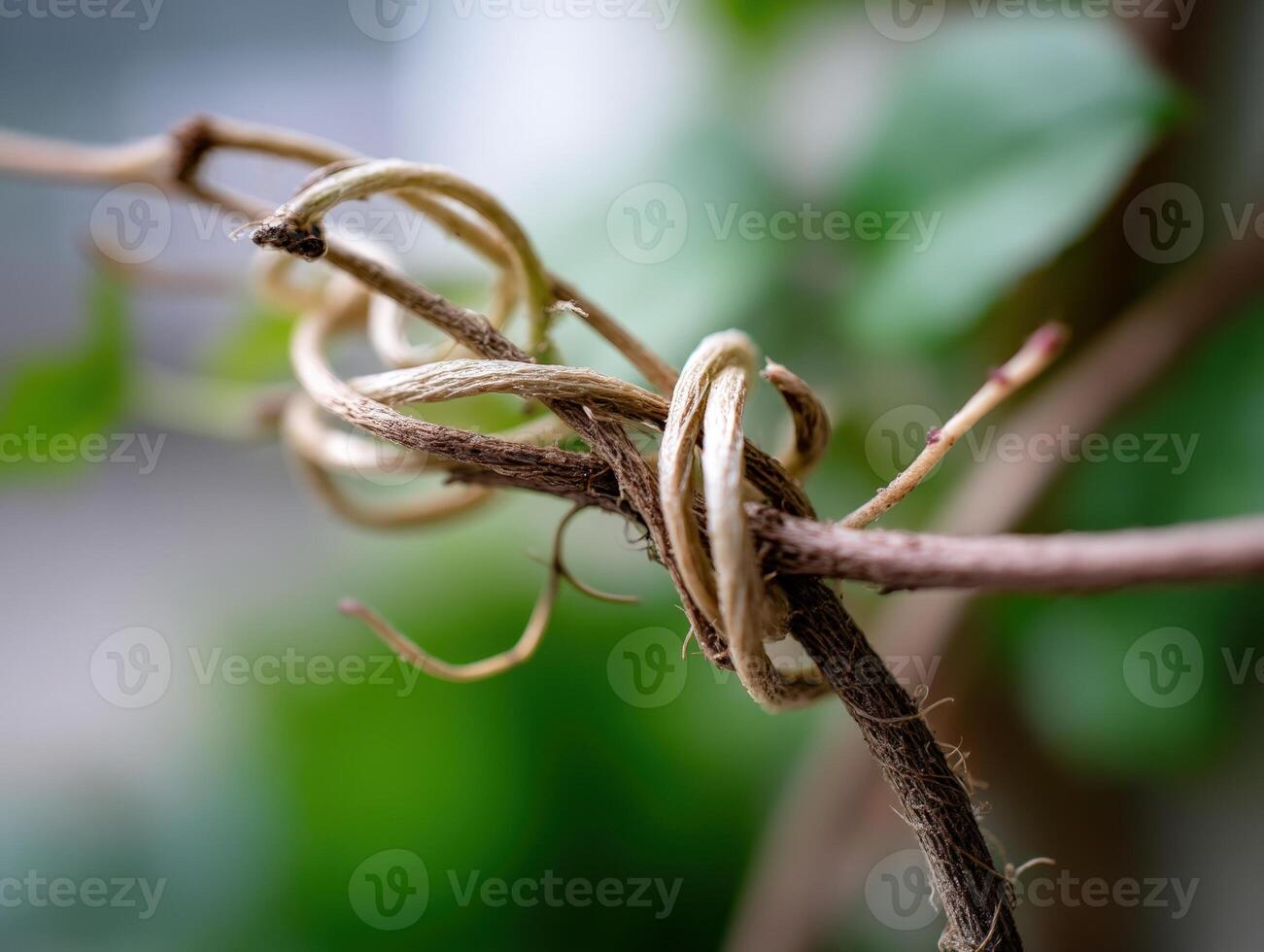 Entwined plant tendrils with soft focus, highlighting texture and organic growth. The intricate twist creates a natural knot, surrounded by blurred greenery, evoking a sense of nature's resilience photo