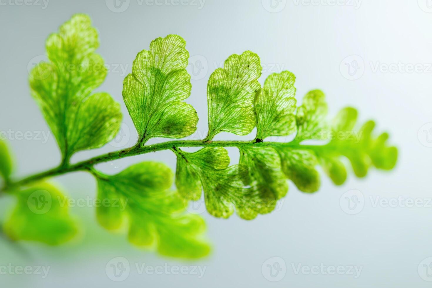 Close-up of a vibrant, intricate fern leaf with delicate green fronds, showcasing the natural beauty and detailed vein pattern in sharp focus, against a blurred backdrop photo